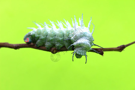 蝴蝶幼虫素材美丽的奇怪的高清图片