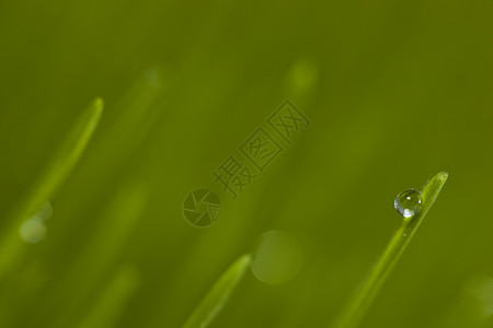 草地 在草地上下垂植物植物群雨滴背景图片