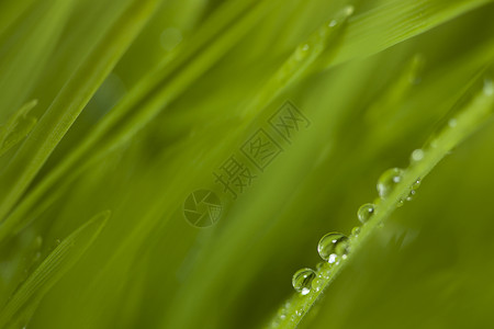 草地 在草地上下垂植物雨滴植物群背景图片