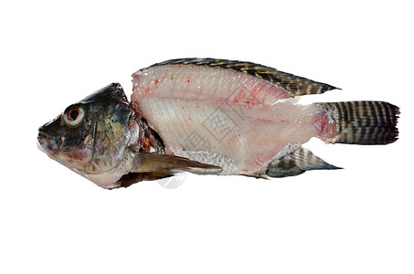 鱼骨骨头海鲜鲭鱼白色尾巴骨骼食物背景图片