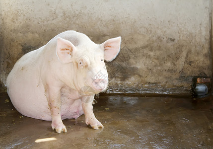 猪在谷仓里的猪配种高清图片素材
