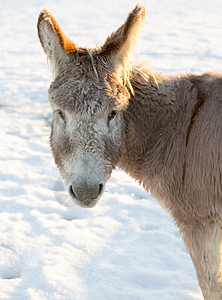 冬天的驴子脸动物灰色白色耳朵黑色棕色背景图片