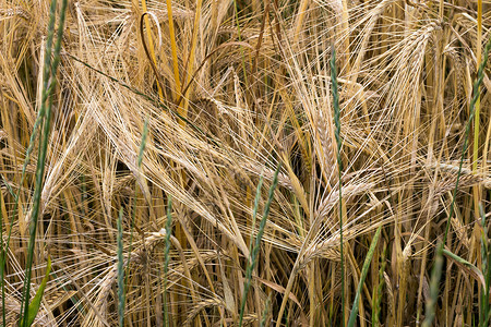 禾谷类作物巴巴多斯玉米粮食作物生产场地谷类耳朵营养品食物谷物背景