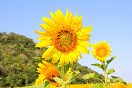 向日葵田场地乡村植物天空橙子黄色植物群蓝色绿色花园背景图片