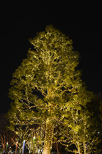 圣诞树照明基督背景图片