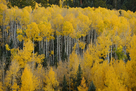 黄秋秋叶子树叶树木白色季节风景荒野黄色森林背景图片