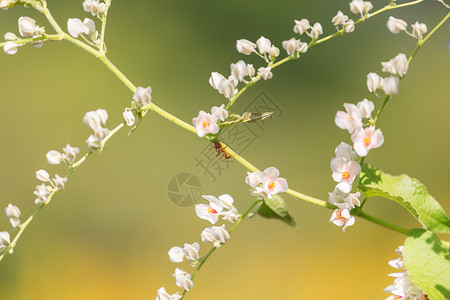 黄色蚂蚁花枝上的蚂蚁背景