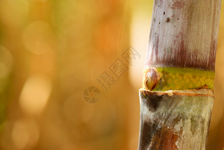 甘蔗脱射农场棕色农业叶子植物绿色黄色背景图片