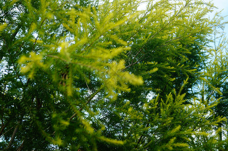 松树枝和叶子 在绿带树叶松树绿化带花园植物树木生态背景图片