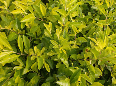 绿色植物 在绿带树木绿化带植物树叶背景图片