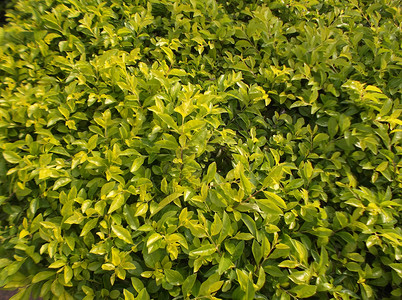 绿色植物 在绿带绿化带植物树木树叶背景图片