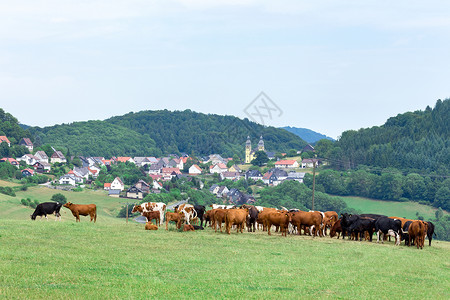 谷地有城镇房屋和草原上的牛团体高清图片素材