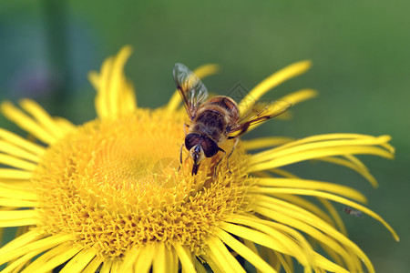 黄花的昆虫活力雏菊花瓣季节农业动物黄色蜜蜂植物背景图片