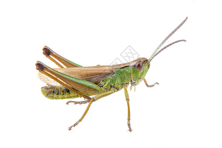 白色背景的绿色棕色蝗虫刺槐漏洞蚱蜢宏观野生动物蟋蟀天线动物荒野昆虫背景图片