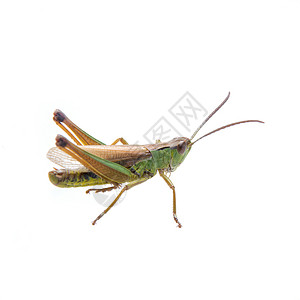 白色背景的绿色棕色蝗虫蚱蜢野生动物宏观昆虫荒野漏洞刺槐蟋蟀天线动物背景图片