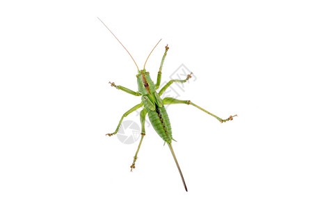 白色背景的绿 白底绿色昆虫生物刺槐漏洞宏观动物工作室蟋蟀背景图片