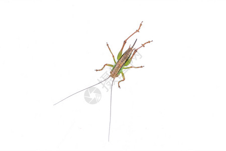 白色背景的绿色棕色蝗虫宏观工作室天线野生动物动物蚱蜢昆虫荒野蟋蟀漏洞背景图片
