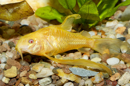 科里多拉斯鱼宠物鲶鱼卵石清道夫淡水棕色爱好热带绿色水族馆背景图片