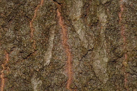 棕树斜材料环境森林植物树干木头棕色宏观背景图片