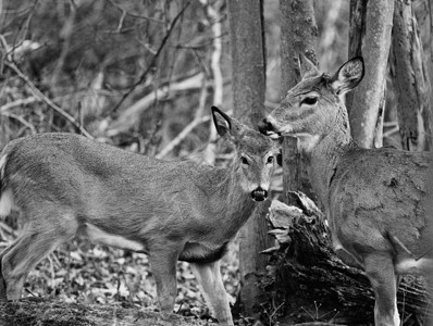 鹿爱的美丽黑白相照照片高清图片