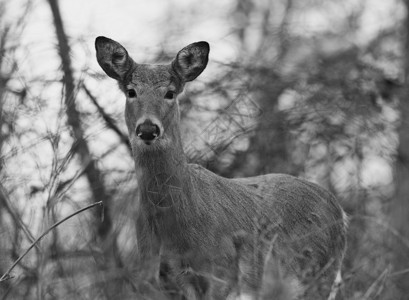 野鹿的美丽黑白相照照片高清图片