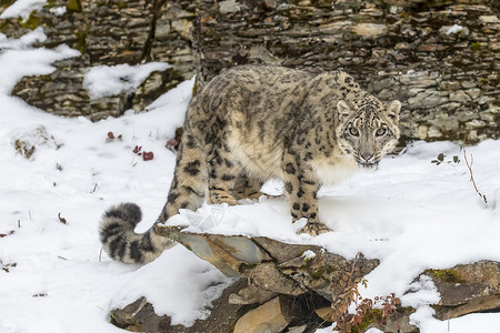 雪豹猎人眼睛濒危野猫动物野生动物胡须荒野大猫动物园自然高清图片素材