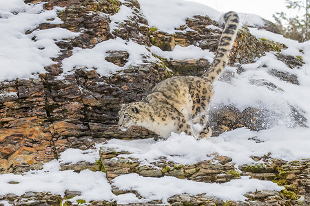 雪豹大猫生物猎人森林濒危斑点眼睛食肉野生动物猫科动物跟踪高清图片素材