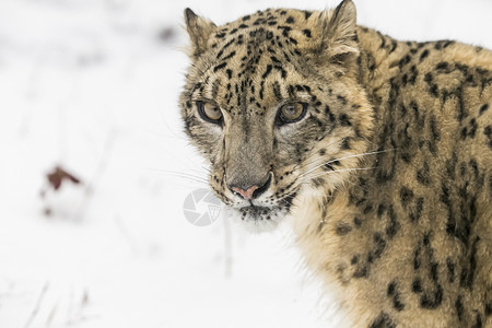 雪豹危险野生动物斑点动物园森林生物食肉荒野豹属大猫背景