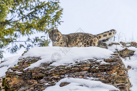 雪豹眼睛动物野生动物猎人斑点野猫大猫森林胡须动物园捕食者高清图片素材
