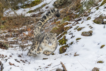 雪豹动物园食肉豹属猎人荒野斑点动物眼睛大猫猫科动物哺乳动物高清图片素材