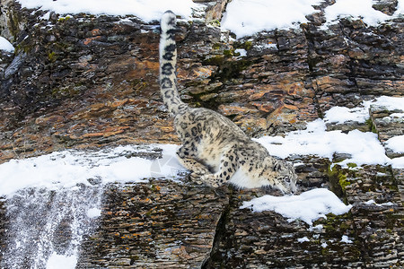 捷豹跟踪野生动物高清图片