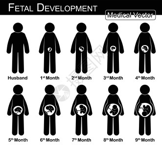 胎儿发育 孕妇和胎儿在子宫内的生长 一步一步 医学 科学和保健概念 夫妻概念 平面 黑白设计背景图片