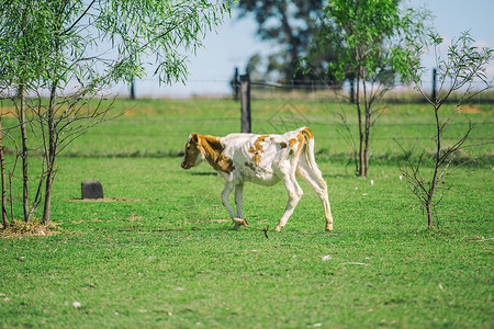 国家牛白色农场牧场乡村哺乳动物农村场地草地农田绿色背景图片