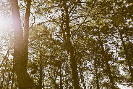 松松林园景松树阳光绿色天空旅行环境保护地点林地森林背景图片