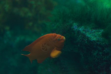阿瓦纳水族馆橘橙加里波丁鱼催眠药少女橙子海洋潜水海洋生物森林闺女背景