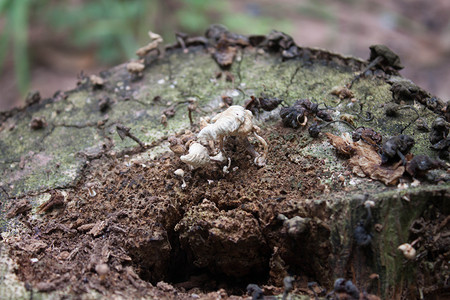 死树上的白真菌木头绿色生物学生理期藻类棕色摄影生长树干荒野背景图片