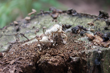 死树上的白真菌菌类摄影植物森林树干苔藓棕色藻类灰色生理期自然高清图片素材