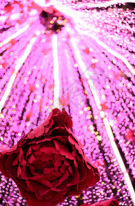 圣诞树底的玫瑰下时间树木新年纹饰幸福背景节日倒数粉色背景图片