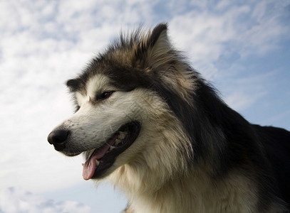 大狗狗天空犬类背景图片