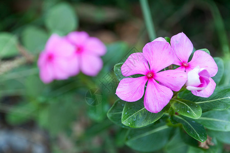 粉色长春花温卡花背景