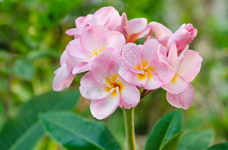 粉红花花黄色局部鸡蛋花热带植物植物群白色粉色绿色花园背景图片