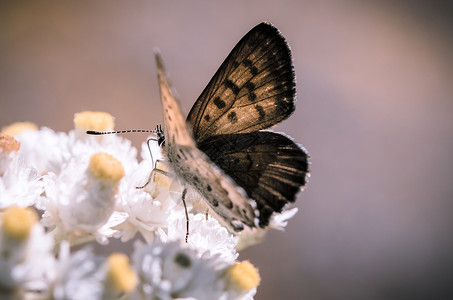 铜蝴蝶漏洞昆虫天线宏观花瓣花蜜背景图片
