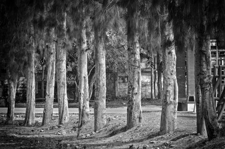 松树爬坡树木公园叶子针叶森林天气云杉风景季节早晨高清图片素材