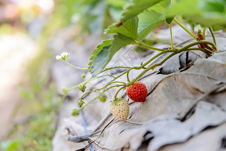特写草莓农场的新鲜草莓 软焦点收成水果食物生长场地叶子浆果绿色花园红色背景图片
