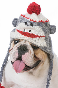 戴帽子的狗斗牛犬人性化宠物犬类舌头背景图片