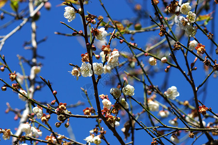 中国梅花在公园盛开的花朵白色植物木头李子蓝色背景图片