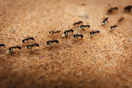 金色蚂蚁素材成群的蚂蚁黄色组织水平金色家族黑色昆虫主题勘探动物背景