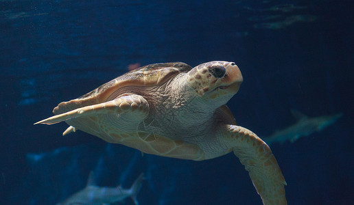 少年海龟原海龟游泳热带勘探旅行运动旅游闲暇气泡生活栖息地背景图片