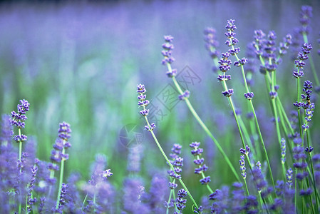 脱衣花英语蓝色花朵紫色香水植物绿色草本香味草药背景图片