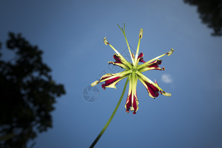 鲜花星星花园天空绿色蓝色红色背景图片